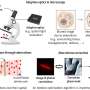 Quantum imaging could create bright future for advanced microscopes