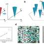 Spectral evidence found for Dirac spinons in a kagome lattice antiferromagnet