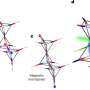 Physicists uncover strong light-matter interactions in quantum spin liquids